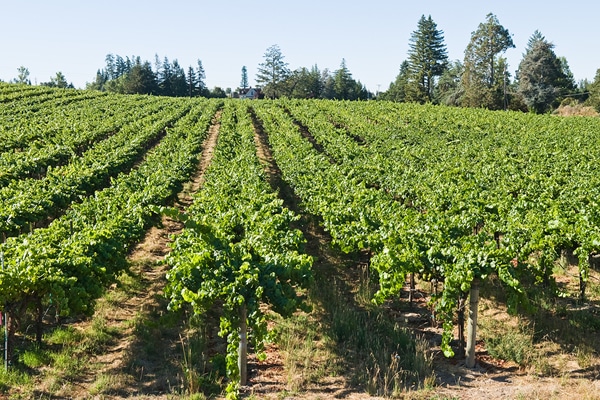 Sonoma county vineyards Santa Rosa CA